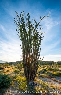 Image 33176, Ocotillo in Anza Borrego Desert State Park, during the 2017 Superbloom. Anza-Borrego Desert State Park, Borrego Springs, California, USA, Phillip Colla, all rights reserved worldwide. Keywords: anza borrego, anza borrego desert state park, bloom, borrego springs, california, flower, fouquieria splendens, nature, ocotillo, outside, plant, spring, superbloom.