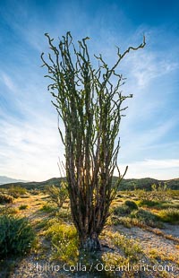 Ocotillo in Anza Borrego Desert State Park, during the 2017 Superbloom, Anza-Borrego Desert State Park, Borrego Springs, California