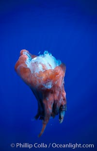 Octopus, head and tentacles eaten by sperm whale, Sao Miguel Island