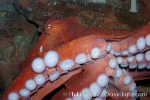 Tentacles (arms) and white disc-like suckers of a Giant Pacific Octopus.  The Giant Pacific Octopus arms can reach 16 feet from tip to tip, and the animal itself may weigh up to 600 pounds.  It ranges from Alaska to southern California, Octopus dofleini