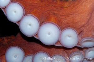 Tentacles (arms) and white disc-like suckers of a Giant Pacific Octopus.  The Giant Pacific Octopus arms can reach 16 feet from tip to tip, and the animal itself may weigh up to 600 pounds.  It ranges from Alaska to southern California, Octopus dofleini