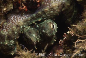 Octopus, Southern California, Octopus