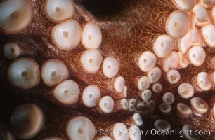 Octopus tentacle and suckers, Southern California, Octopus