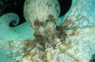 Octopus, Octopus, Roatan