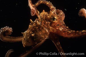 Octopus, Octopus, Catalina Island