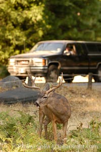 A mule deer grazes beside traffic in Yosemite Valley, Odocoileus hemionus, Yosemite National Park, California