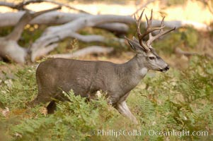 Mule deer, Yosemite Valley, Odocoileus hemionus, Yosemite National Park, California