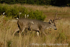 Mule deer, Yosemite Valley, Odocoileus hemionus, Yosemite National Park, California