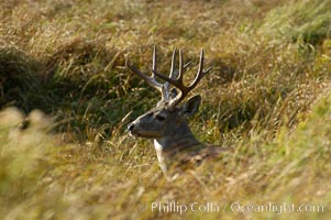 Mule deer, Yosemite Valley, Odocoileus hemionus, Yosemite National Park, California