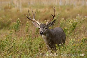 Mule deer, Yosemite Valley, Odocoileus hemionus, Yosemite National Park, California