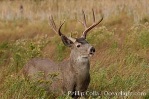 Mule deer, Yosemite Valley, Odocoileus hemionus, Yosemite National Park, California