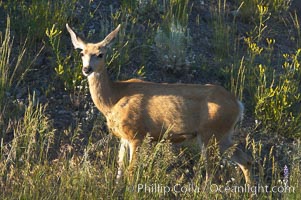 Black-tail deer (mule deer), Odocoileus hemionus, Lamar Valley, Yellowstone National Park, Wyoming