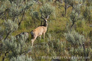 Black-tail deer (mule deer), Odocoileus hemionus, Lamar Valley, Yellowstone National Park, Wyoming