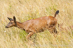 Black-tail deer (mule deer), female, summer, Odocoileus hemionus, Lake Crescent, Olympic National Park, Washington