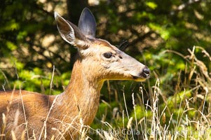 Black-tail deer (mule deer), female, summer, Odocoileus hemionus, Lake Crescent, Olympic National Park, Washington