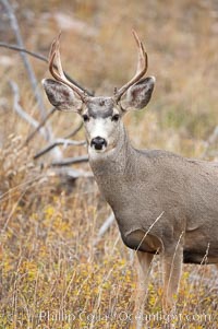 Mule deer in tall grass, fall, autumn, Odocoileus hemionus, Yellowstone National Park, Wyoming