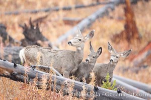 Mule deer in tall grass, fall, autumn, Odocoileus hemionus, Yellowstone National Park, Wyoming
