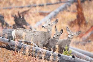 Mule deer in tall grass, fall, autumn, Odocoileus hemionus, Yellowstone National Park, Wyoming