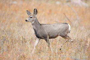 Mule deer in tall grass, fall, autumn, Odocoileus hemionus, Yellowstone National Park, Wyoming