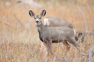 Mule deer in tall grass, fall, autumn, Odocoileus hemionus, Yellowstone National Park, Wyoming