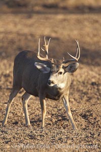 Mule deer, male with antlers, Odocoileus hemionus, Bosque del Apache National Wildlife Refuge, Socorro, New Mexico