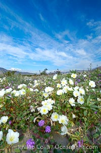 Dune primrose blooms in spring following winter rains.  Dune primrose is a common ephemeral wildflower on the Colorado Desert, growing on dunes.  Its blooms open in the evening and last through midmorning.  Anza Borrego Desert State Park, Oenothera deltoides, Anza-Borrego Desert State Park, Borrego Springs, California