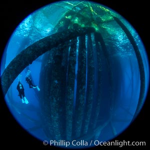 Oil Rig Eureka, Underwater Structure. Long Beach, California, USA, natural history stock photograph, photo id 34661