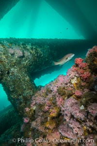 Oil Rig Eureka, Underwater Structure and invertebrate Life, Corynactis californica, Long Beach, California