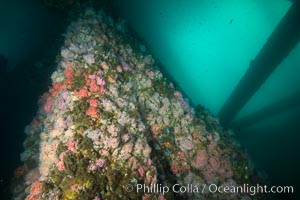 Oil Rig Eureka, Underwater Structure and invertebrate Life, Corynactis californica, Long Beach, California