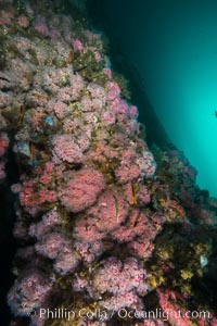 Oil Rig Eureka, Underwater Structure and invertebrate Life, Corynactis californica, Long Beach, California