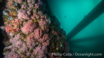 Oil Rig Eureka, Underwater Structure and invertebrate Life, Corynactis californica, Long Beach, California