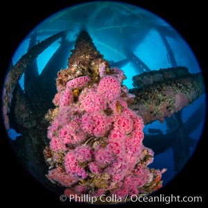 Oil Rig Eureka, Underwater Structure and invertebrate Life. Long Beach, California, USA, Corynactis californica, natural history stock photograph, photo id 34660