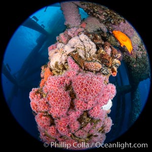 Oil Rig Eureka, Underwater Structure and invertebrate Life, Corynactis californica, Long Beach, California