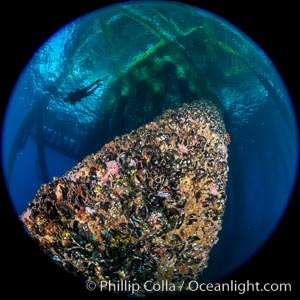 Oil Rig Eureka, Underwater Structure and invertebrate Life, Corynactis californica, Long Beach, California