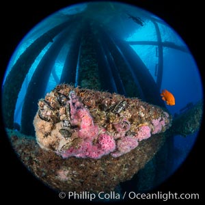 Oil Rig Eureka, Underwater Structure and invertebrate Life, Corynactis californica, Long Beach, California