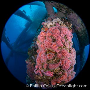 Oil Rig Eureka, Underwater Structure and invertebrate Life, Corynactis californica, Long Beach, California