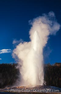 Old Faithful geyser at peak eruption, Upper Geyser Basin, Yellowstone National Park, Wyoming