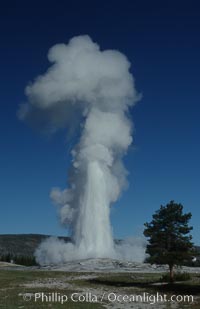Image 07186, Old Faithful geyser at peak eruption. Upper Geyser Basin, Yellowstone National Park, Wyoming, USA, Phillip Colla, all rights reserved worldwide.   Keywords: environment:geothermal:geothermal features:geyser:landscape:national parks:nature:old faithful geyser:outdoors:outside:scene:scenery:scenic:upper geyser basin:usa:world heritage sites:wyoming:yellowstone:yellowstone national park:yellowstone park.