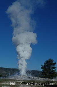 Old Faithful geyser during steam phase that follows the main eruption, Upper Geyser Basin, Yellowstone National Park, Wyoming