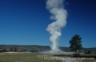 Old Faithful geyser during steam phase that follows the main eruption, Upper Geyser Basin, Yellowstone National Park, Wyoming