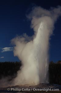 Old Faithful geyser at peak eruption, Upper Geyser Basin, Yellowstone National Park, Wyoming