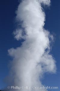 Steam billows from Old Faithful geyser as it cycles between eruptions. Sometimes the amount of steam is so voluminous that first-time visitors mistake it for a full eruption, Upper Geyser Basin, Yellowstone National Park, Wyoming