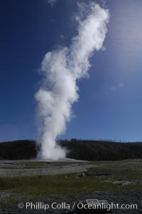 Steam billows from Old Faithful geyser as it cycles between eruptions. Sometimes the amount of steam is so voluminous that first-time visitors mistake it for a full eruption, Upper Geyser Basin, Yellowstone National Park, Wyoming