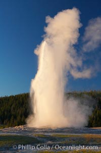 Old Faithful geyser at sunset, at peak eruption.