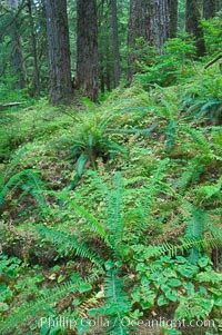 Old growth forest of douglas firs and hemlocks, with forest floor carpeted in ferns and mosses.  Sol Duc Springs, Olympic National Park, Washington