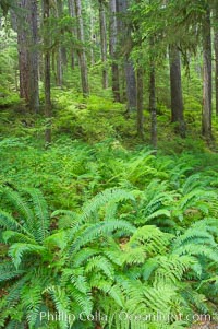 Old growth forest of douglas firs and hemlocks, with forest floor carpeted in ferns and mosses.  Sol Duc Springs.