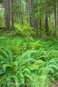 Old growth forest of douglas firs and hemlocks, with forest floor carpeted in ferns and mosses.  Sol Duc Springs, Olympic National Park, Washington