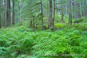 Old growth forest of douglas firs and hemlocks, with forest floor carpeted in ferns and mosses.  Sol Duc Springs, Olympic National Park, Washington