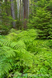 Old growth forest of douglas firs and hemlocks, with forest floor carpeted in ferns and mosses.  Sol Duc Springs, Olympic National Park, Washington