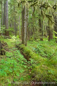 Old growth forest of douglas firs and hemlocks, with forest floor carpeted in ferns and mosses.  Sol Duc Springs. Olympic National Park, Washington, USA, natural history stock photograph, photo id 13763